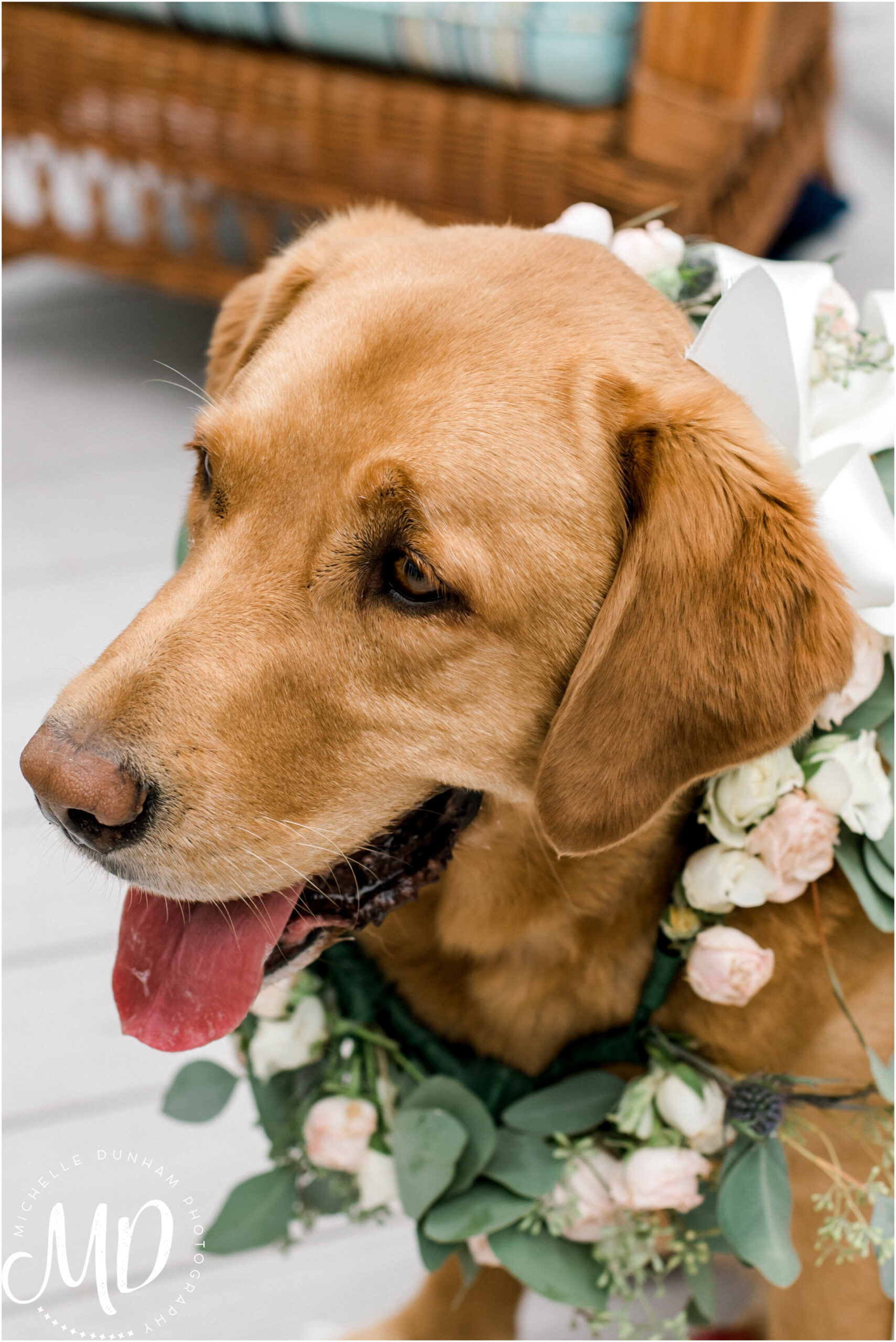 duxbury_powder_point_wedding_dog_12.jpg